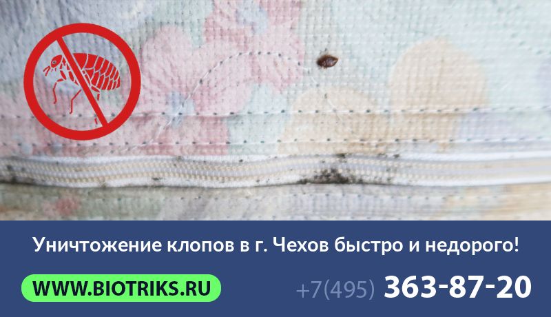 Уничтожение клопов в г. Чехов быстро и недорого!