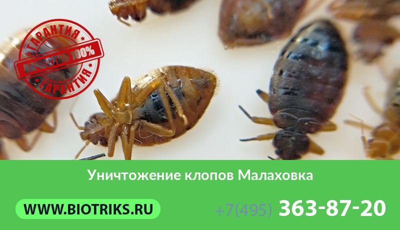 Уничтожение клопов Малаховка