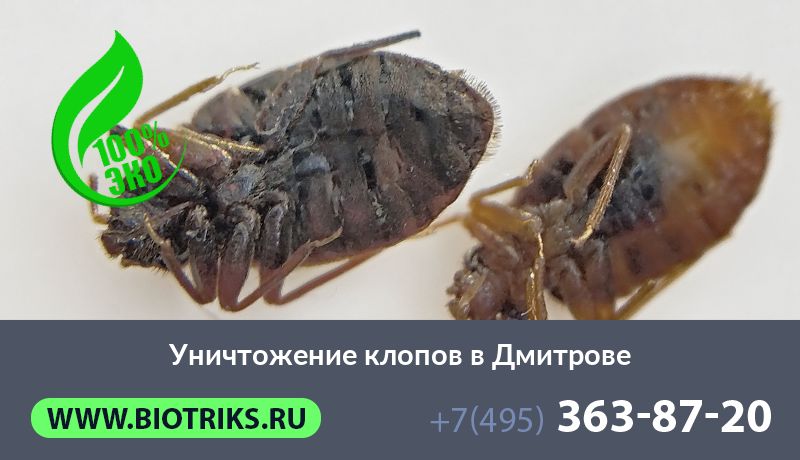 Уничтожение клопов в Дмитрове