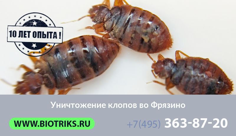 Уничтожение клопов во Фрязино