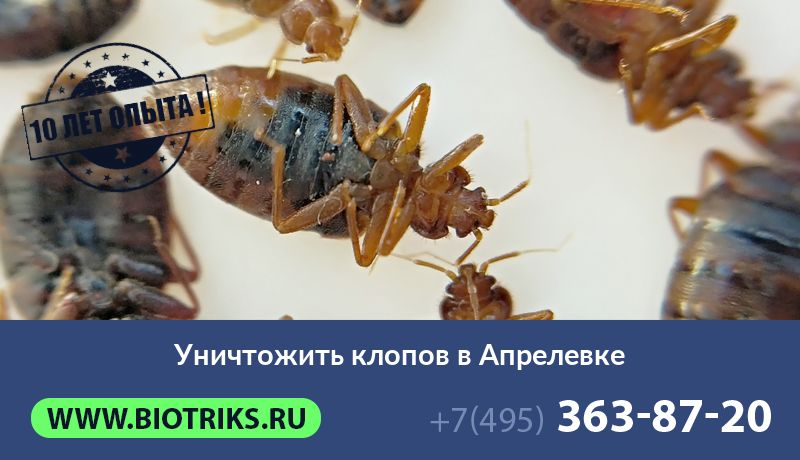 Уничтожить клопов в Апрелевке
