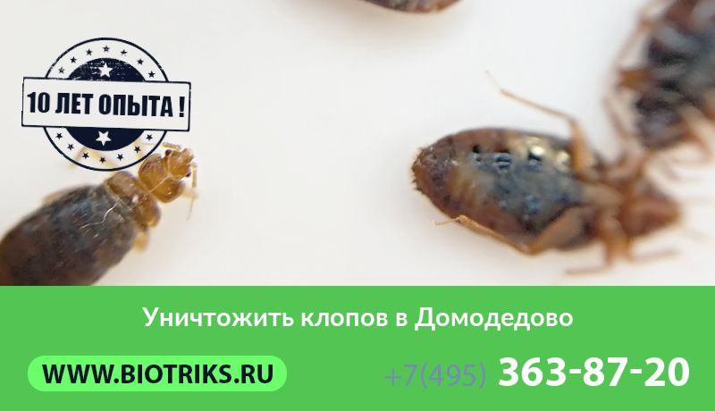 Уничтожить клопов в Домодедово