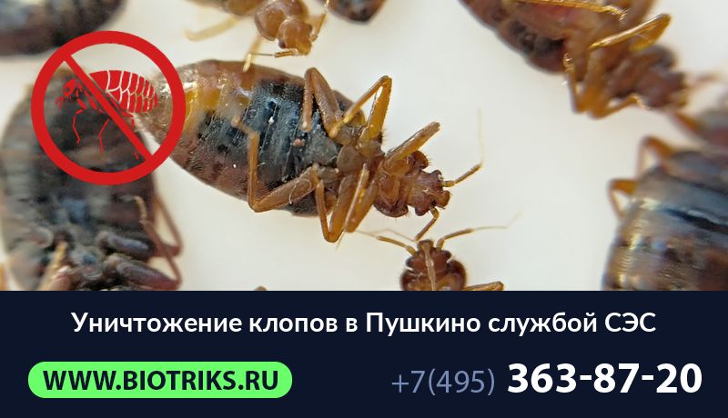 Уничтожение клопов в Пушкино службой СЭС