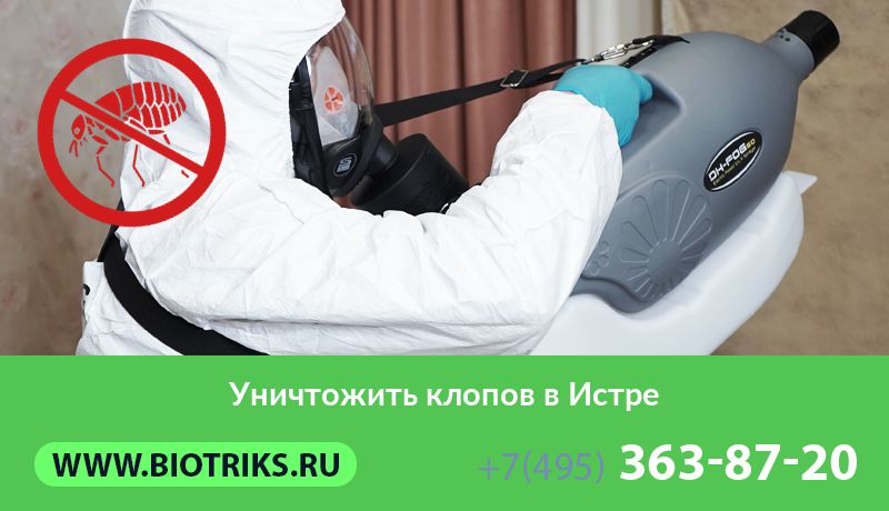 Уничтожить клопов в Истре