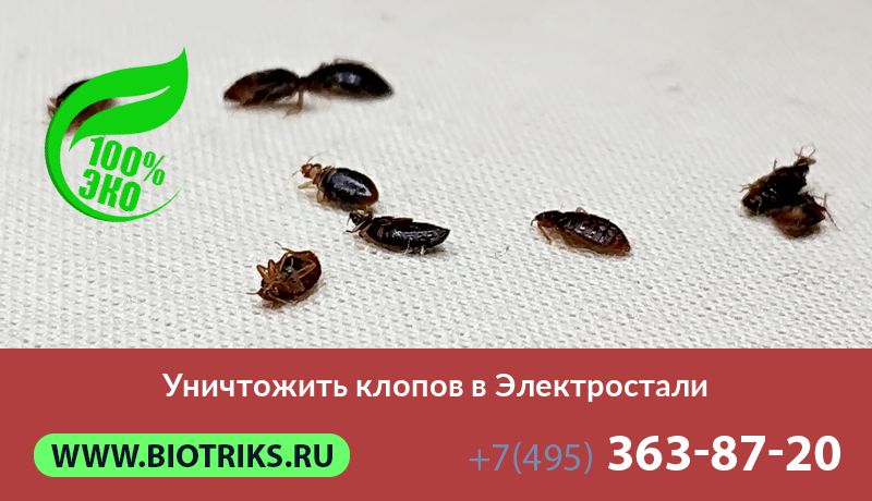 Уничтожить клопов в Электростали