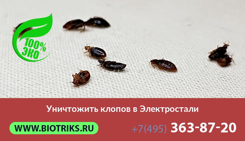 Уничтожить клопов в Электростали