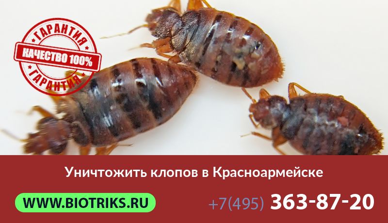 Уничтожить клопов в Красноармейске