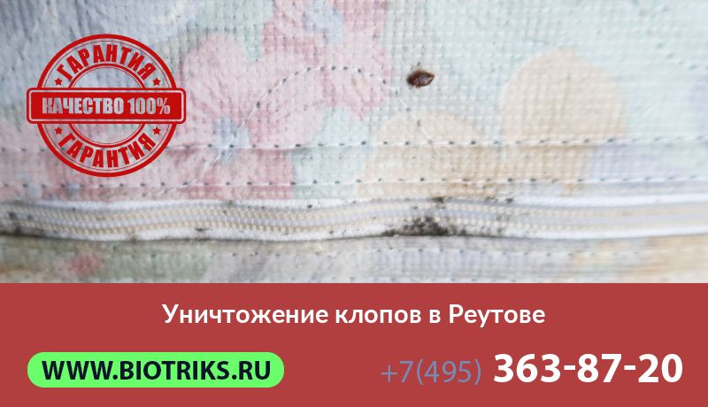 Уничтожение клопов в Реутове