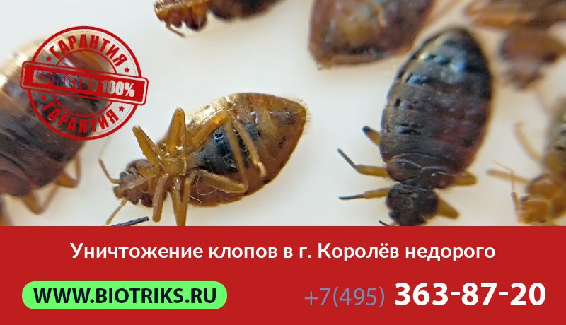 Уничтожение клопов в г. Королёв недорого