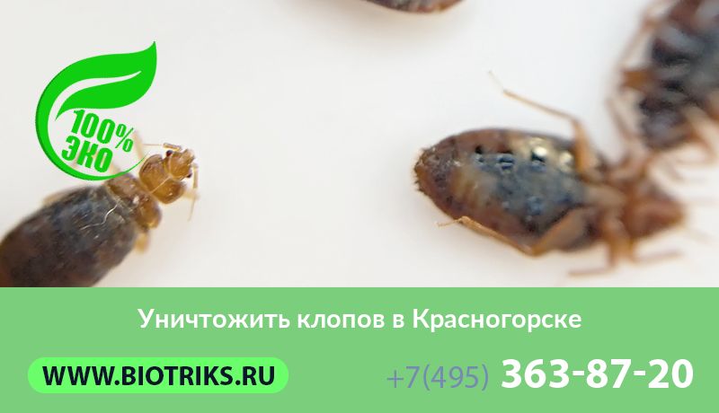 Уничтожить клопов в Красногорске
