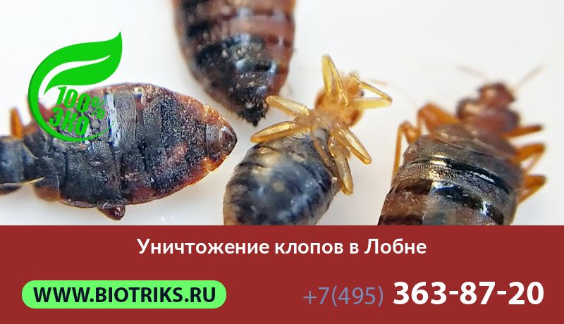Уничтожение клопов в Лобне