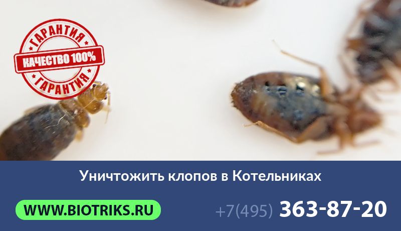 Уничтожить клопов в Котельниках