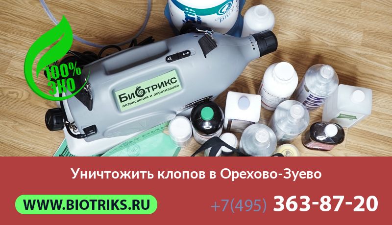 Уничтожить клопов в Орехово-Зуево