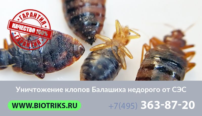 Уничтожение клопов Балашиха недорого от СЭС
