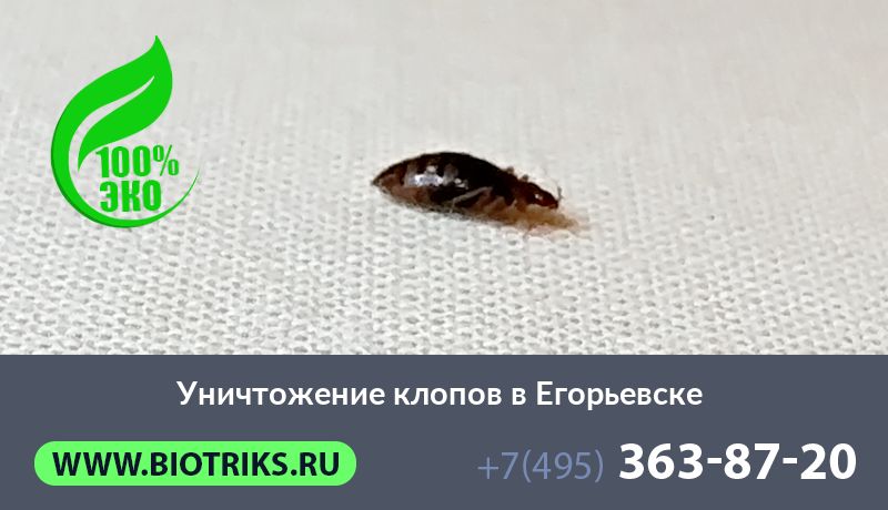 Уничтожение клопов в Егорьевске