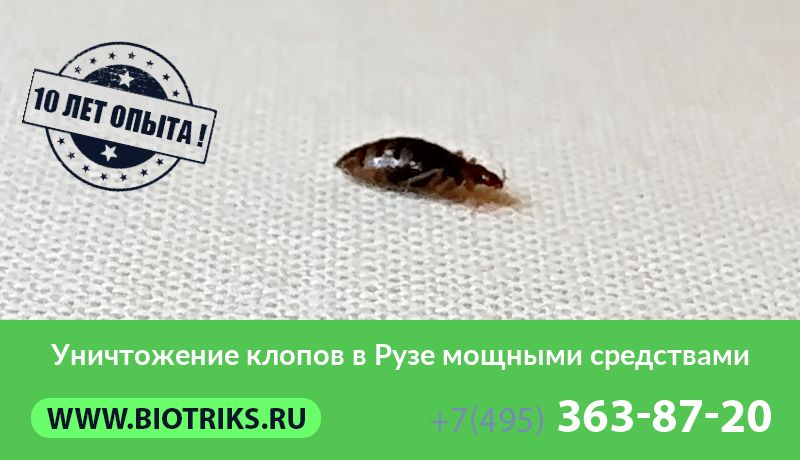 Уничтожение клопов в Рузе мощными средствами