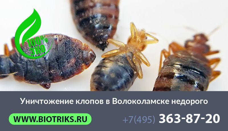Уничтожение клопов в Волоколамске недорого