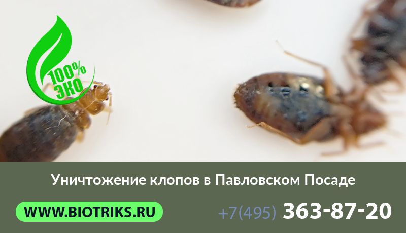 Уничтожение клопов в Павловском Посаде