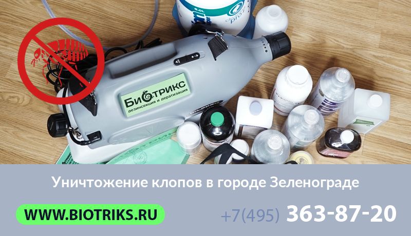 Уничтожение клопов в городе Зеленограде