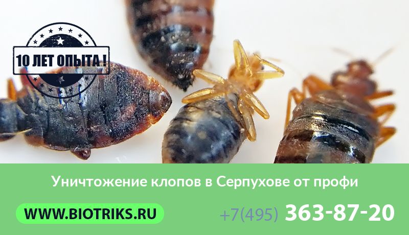 Уничтожение клопов в Серпухове от профи