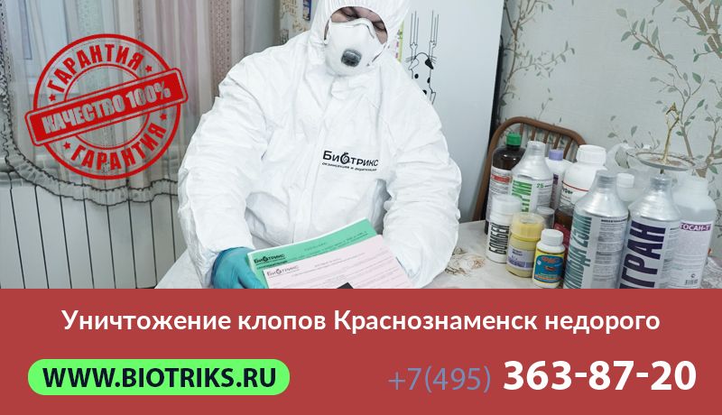 Уничтожение клопов Краснознаменск недорого