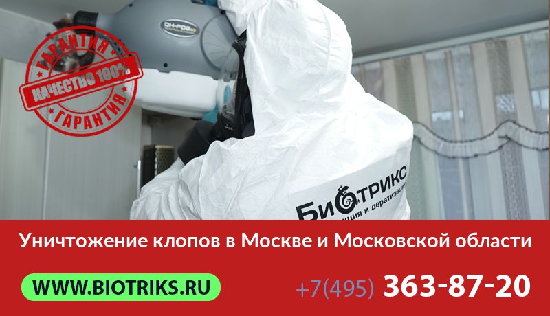 Уничтожение клопов в Москве и Московской области
