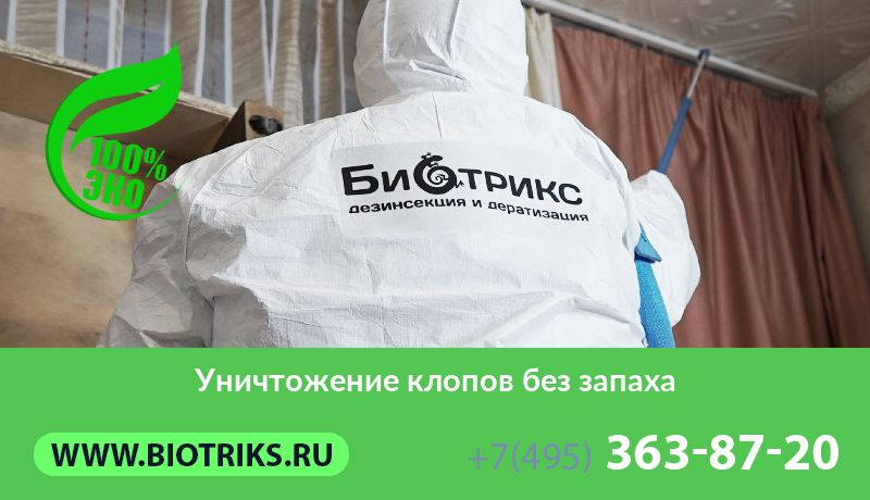 Уничтожение клопов без запаха