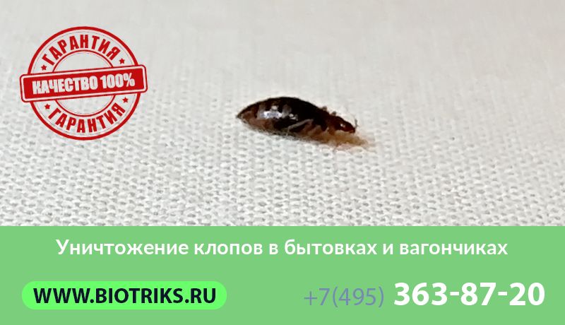 Уничтожение клопов в бытовках и вагончиках