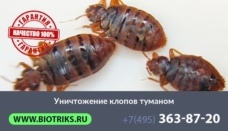 Уничтожение клопов туманом