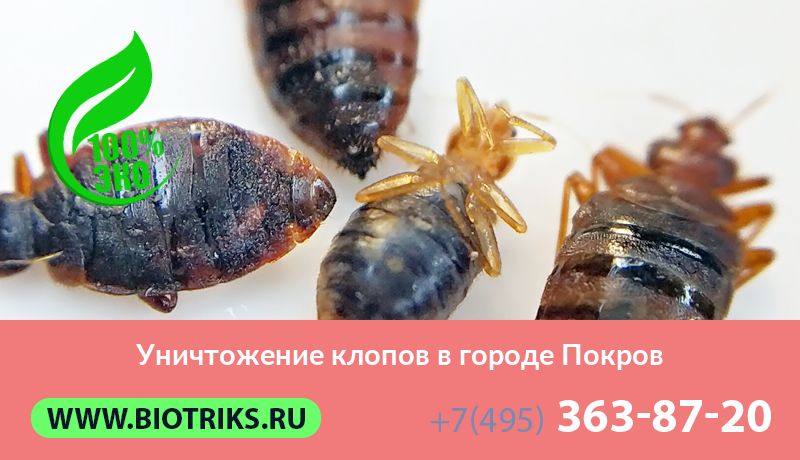 Уничтожение клопов в городе Покров