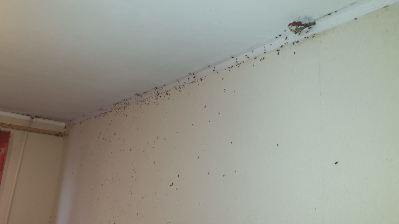 Уничтожение тараканов в Котельниках с обработкой квартир СЭС мастерами