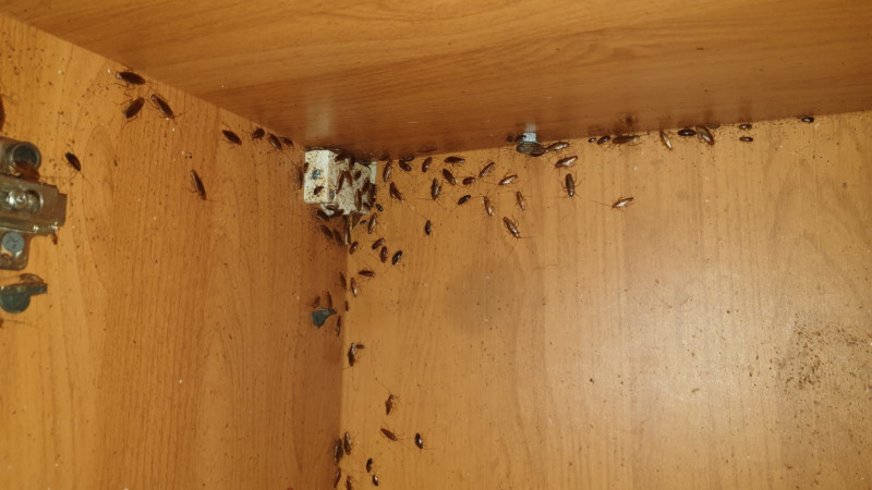 Травля тараканов в Купавне с уничтожением насекомых после обработки отравой