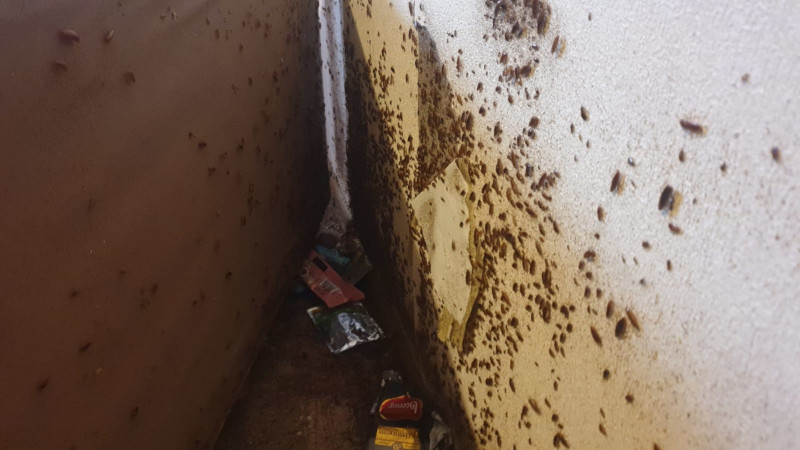 Тараканы в Купавне перед уничтожением