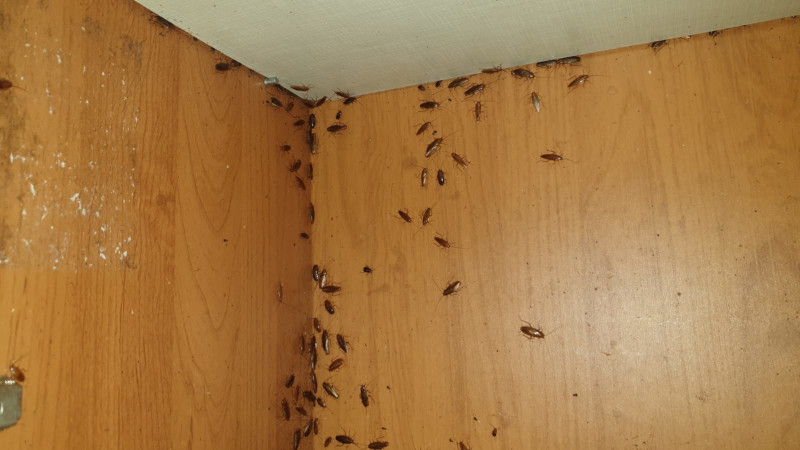 Уничтожение тараканов в г. Юбилейный с обработкой