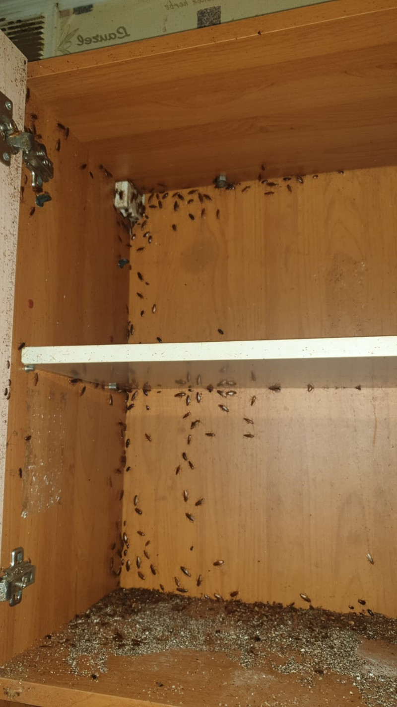 Уничтожение тараканов в г. Шатура после травли и обработки помещений