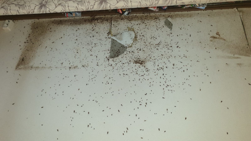 Тараканы в Шатуре перед травлей