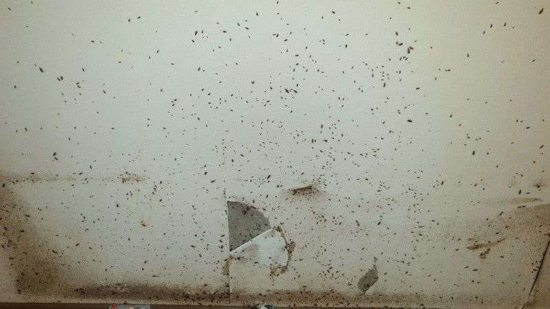 Тараканы перед травлей в Шатуре