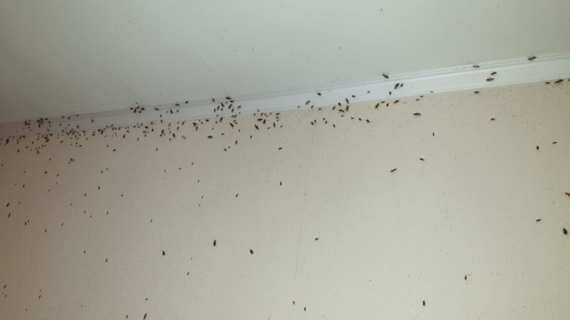Уничтожение тараканов в Котельниках с обработкой квартир СЭС мастерами санэпидемстанции Биотрикс