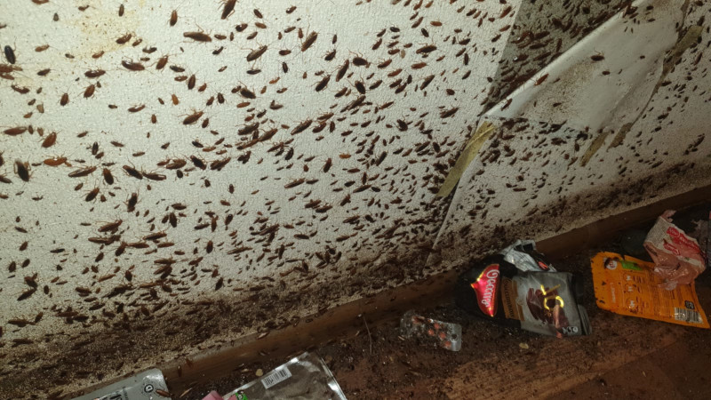 Уничтожение тараканов в Чехове после травли от СЭС Биотрикс
