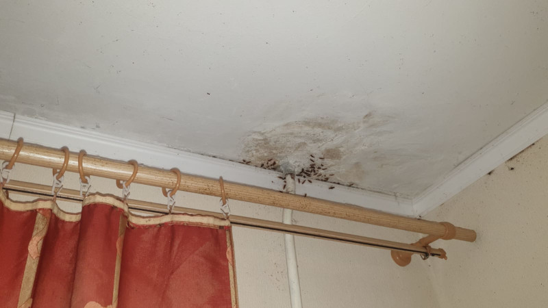 Обработка квартир и уничтожение тараканов в Красноармейске от СЭС Биотрикс по выгодной цене
