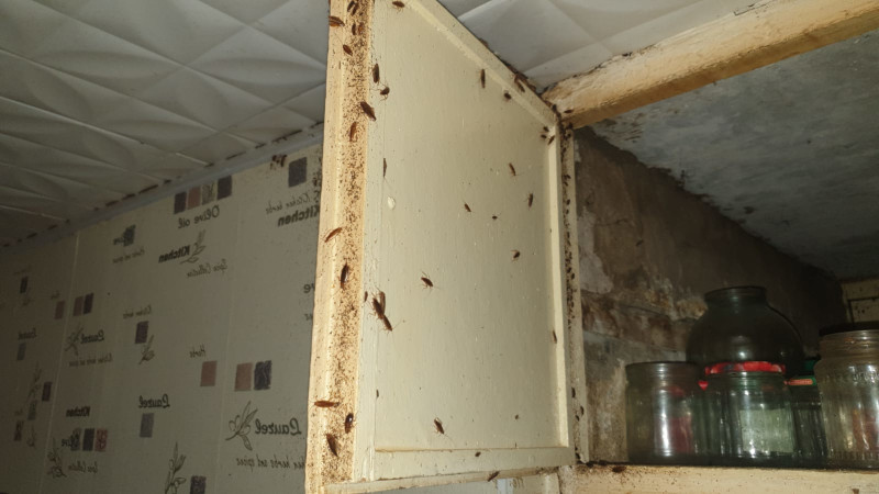 Уничтожение тараканов в Ликино-Дулево с обработкой домов и квартир