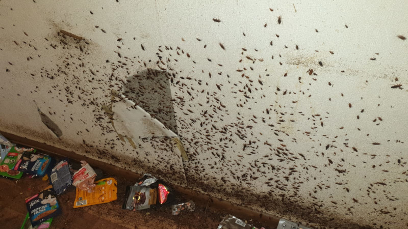 тараканы перед уничтожением в Красногорске