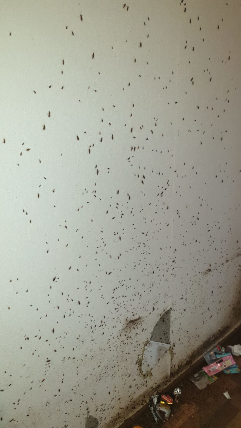 тараканы перед уничтожением в Подольске