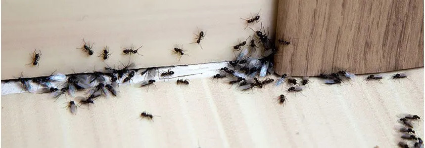 Что делать если муравьи зимой появились в доме в Московской области, как избавиться?