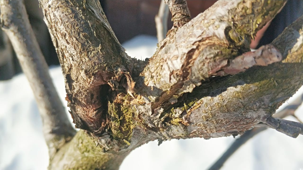 трескается кора дерева  - болезнь щитовка