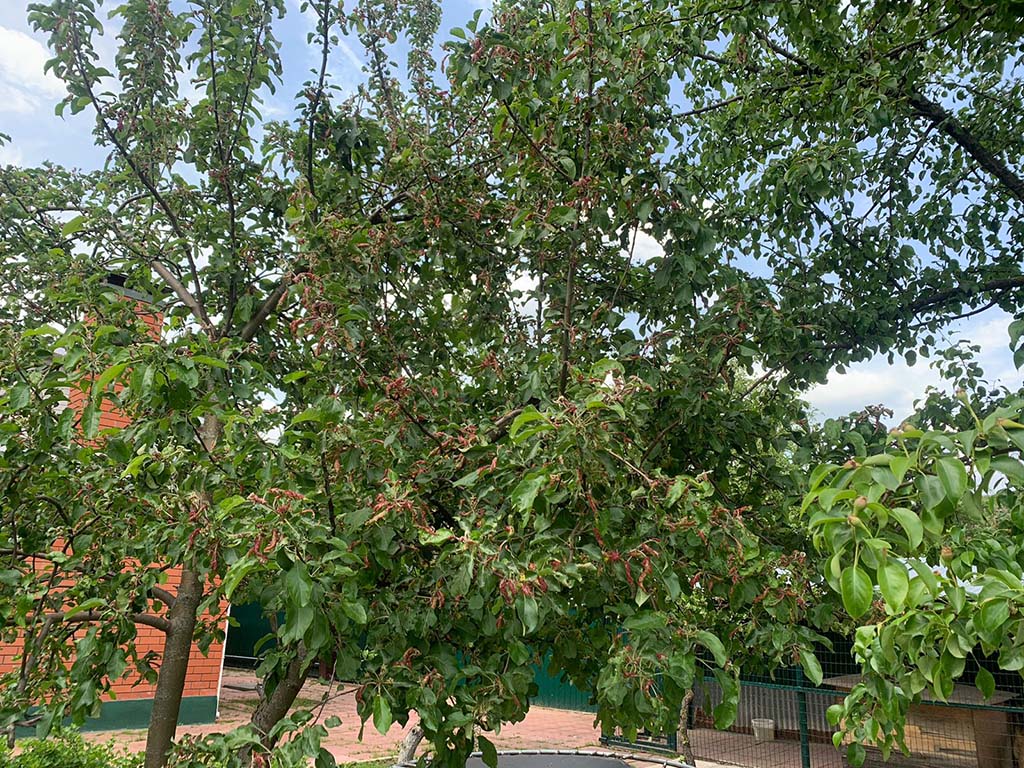 Монилиоз вишни, абрикоса, яблони лечение и обработка в Московской области