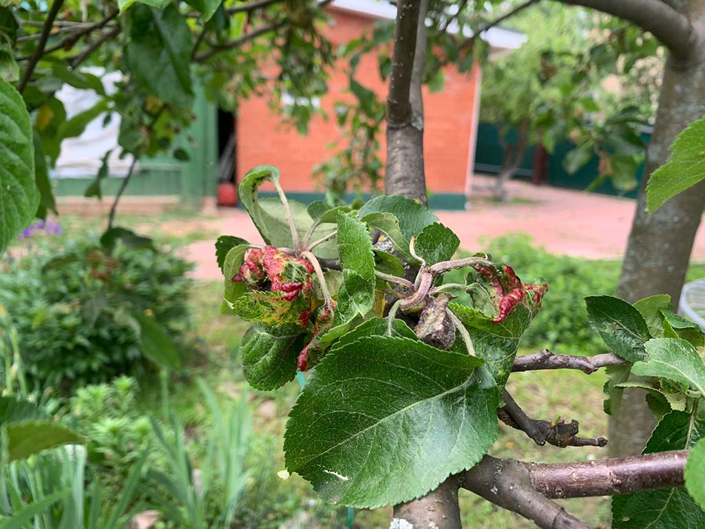 Монилиоз вишни, абрикоса, яблони лечение и обработка в Московской области