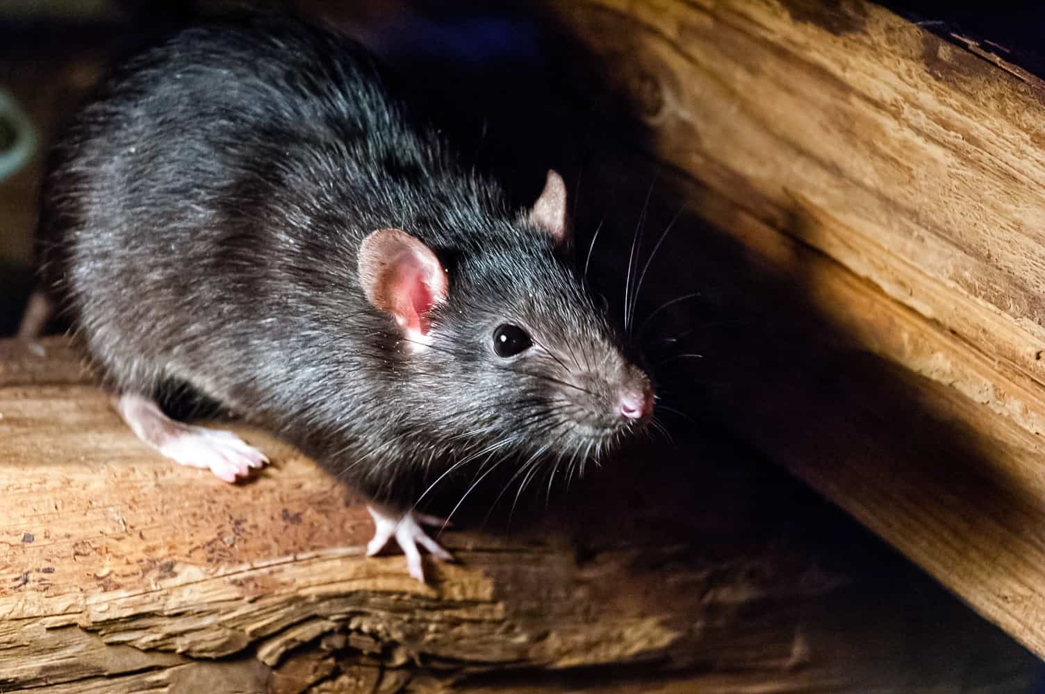 травля крыс в г. Королев Московской области