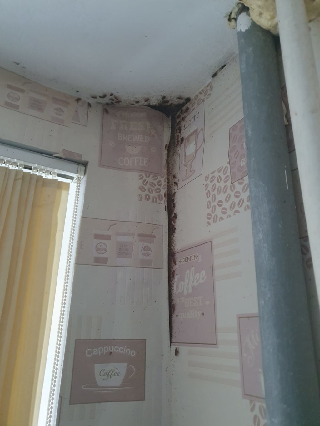 Откуда появляются тараканы в квартирах Москвы?