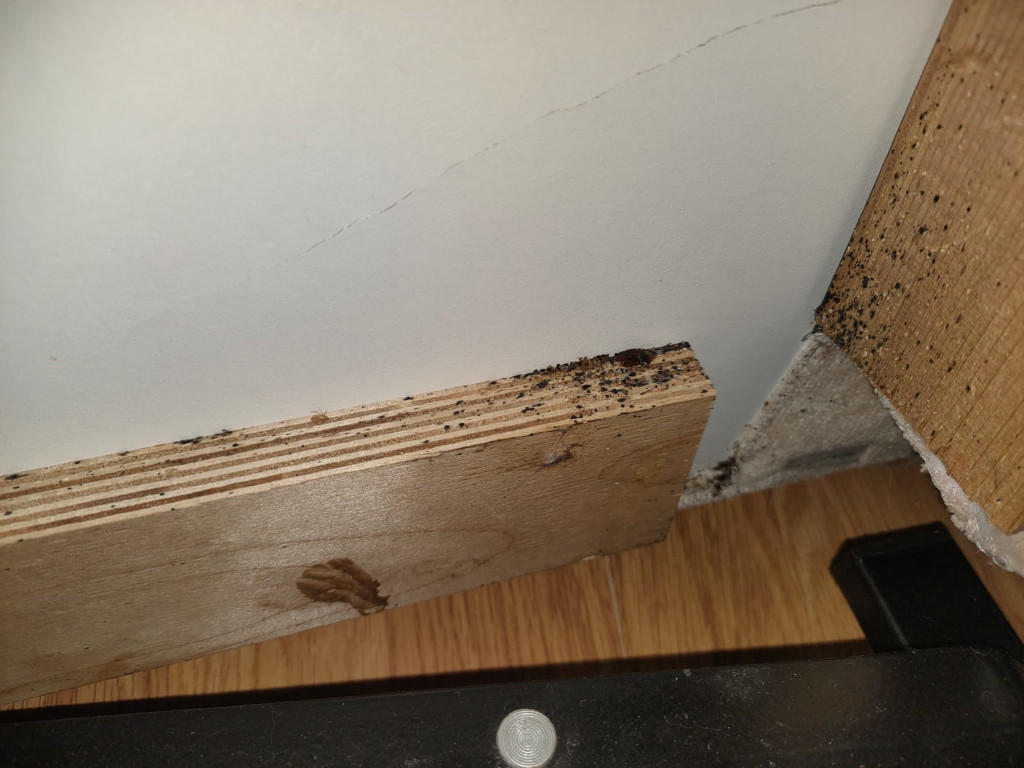 Следы от тараканов в квартире в Московской области